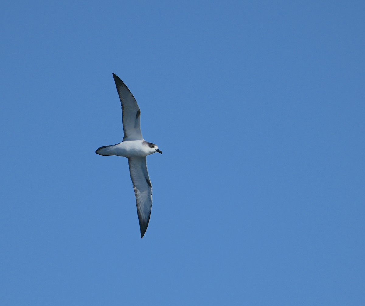 Petrel de las Juan Fernández - ML633154206