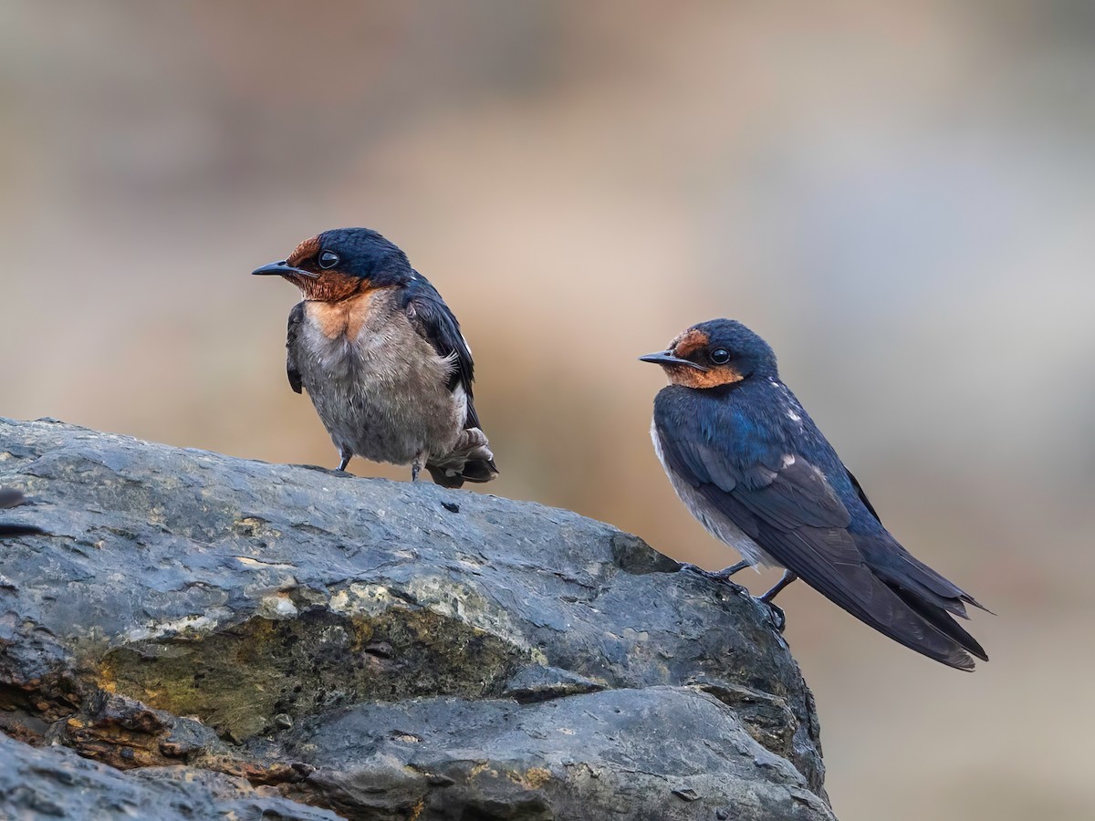 Pacific Swallow - ML633154268