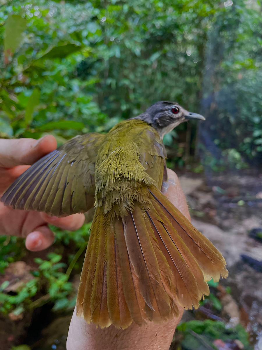 Red-tailed Greenbul - ML633154361