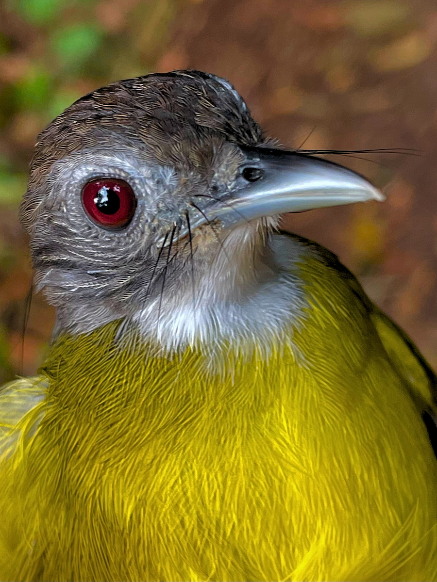 Red-tailed Greenbul - ML633154362