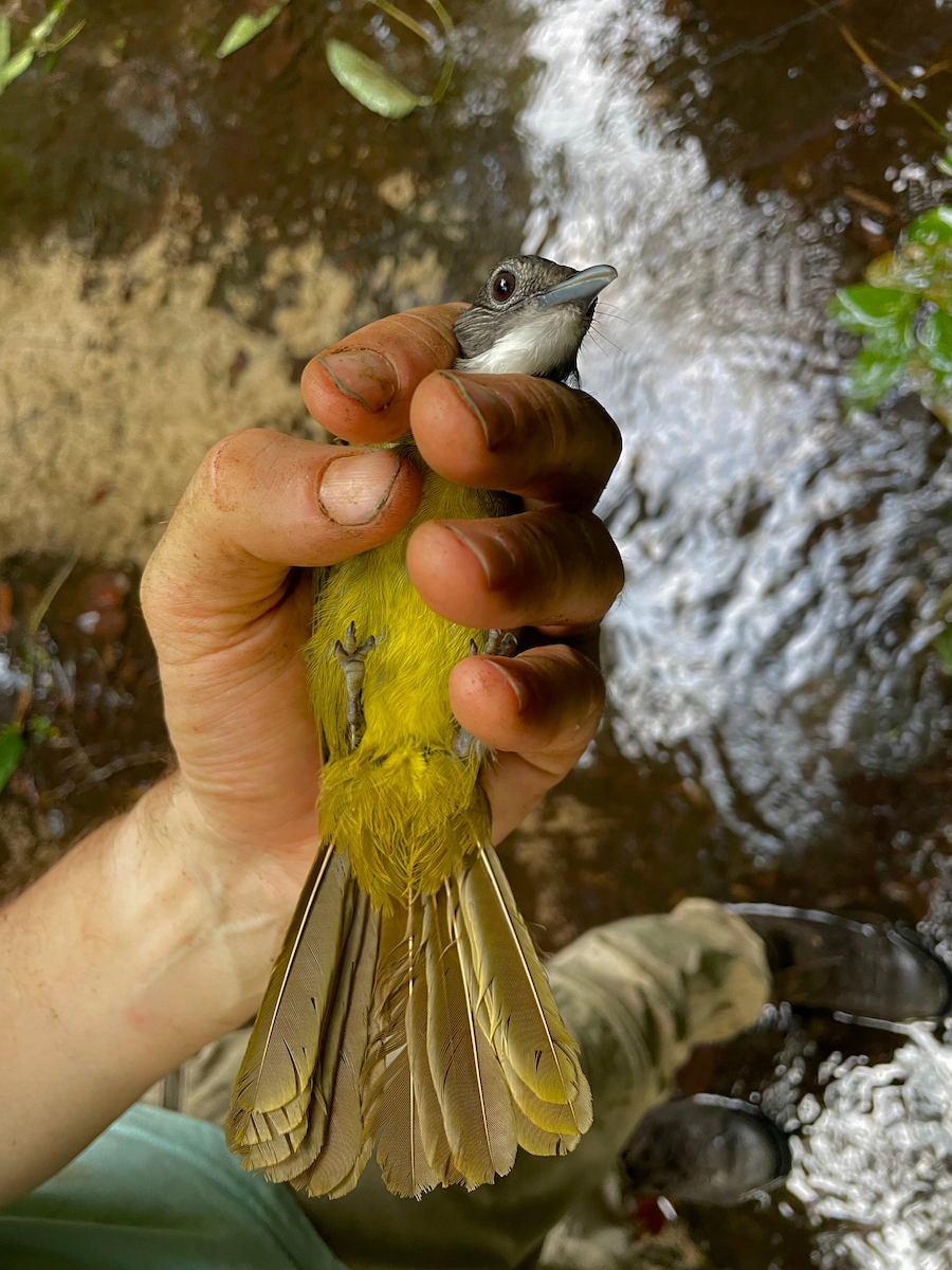 Red-tailed Greenbul - ML633154363