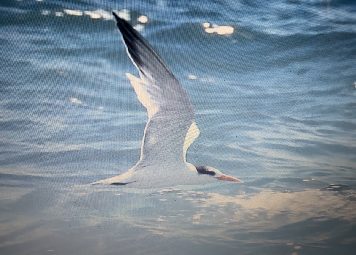 ベンガルアジサシ - ML633154408