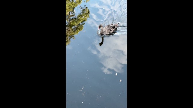 Black Swan - ML633154483