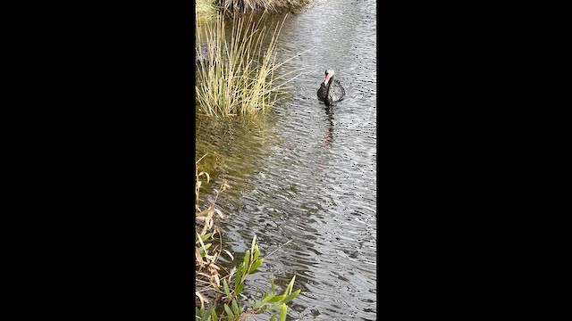 Black Swan - ML633154484