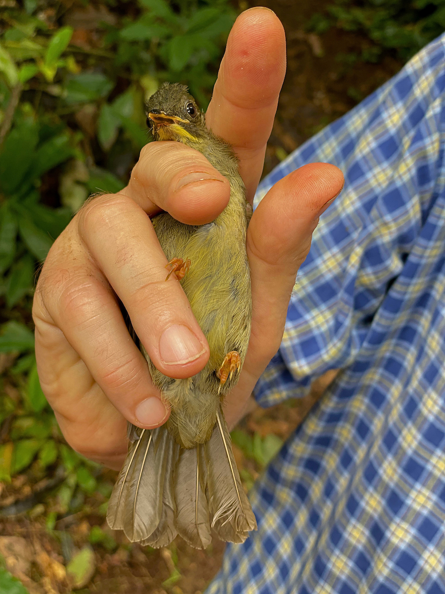 Yellow-whiskered Greenbul - ML633154553