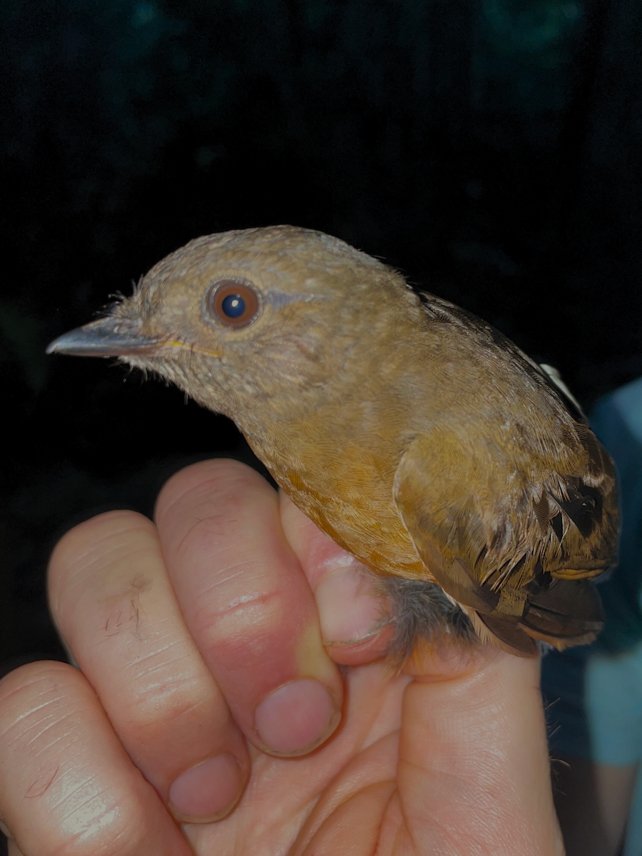 Rufous Flycatcher-Thrush - ML633154714
