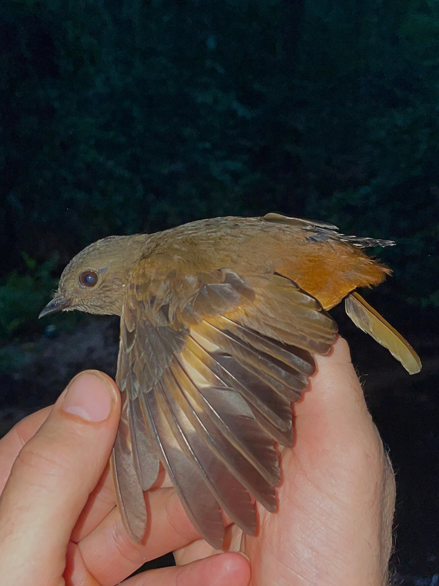 Rufous Flycatcher-Thrush - ML633154715