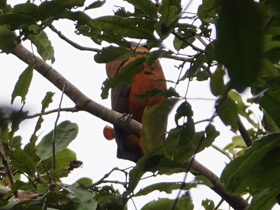 Capuchinbird - ML633154955