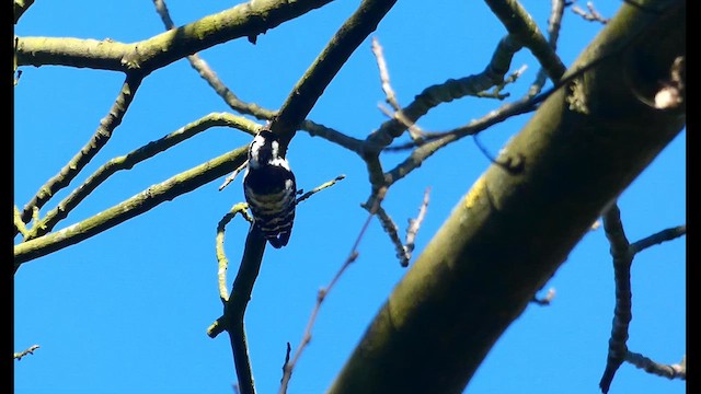 Lesser Spotted Woodpecker - ML633155071