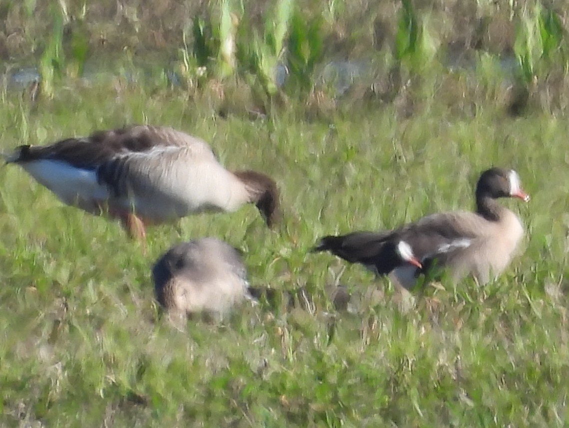 Lesser White-fronted Goose - ML633155111