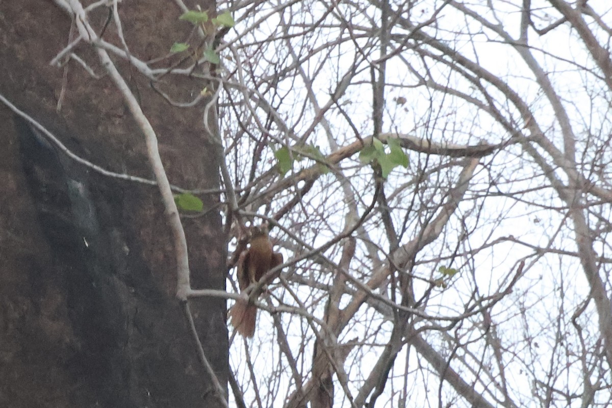 Fox Kestrel - ML633155120