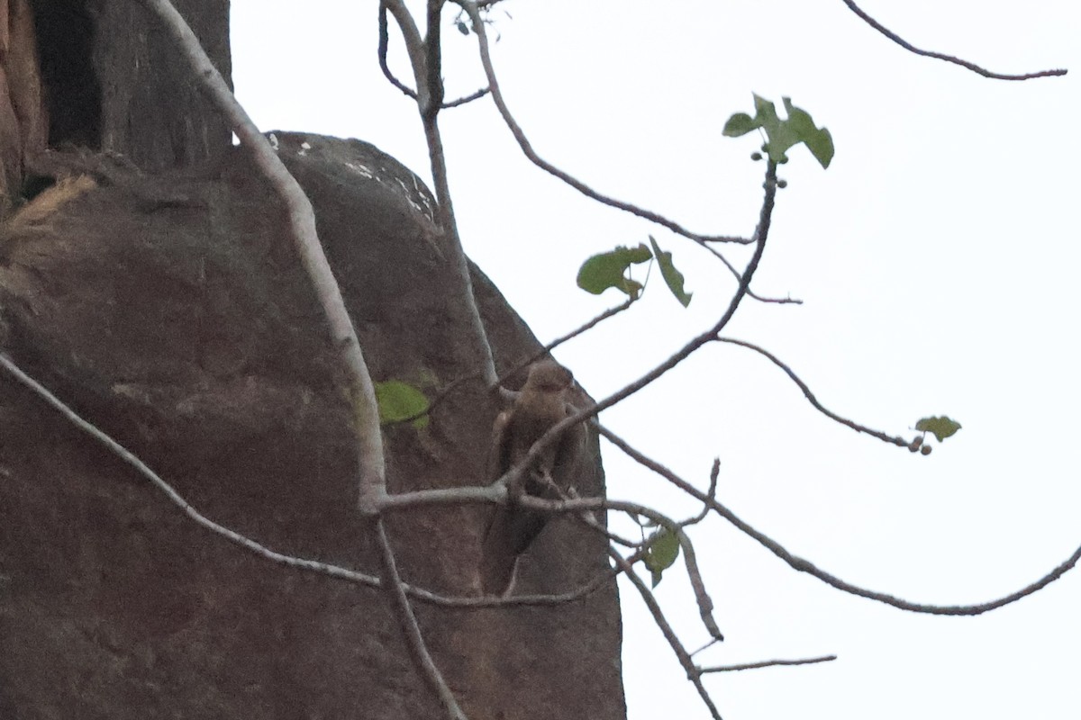 Fox Kestrel - ML633155121