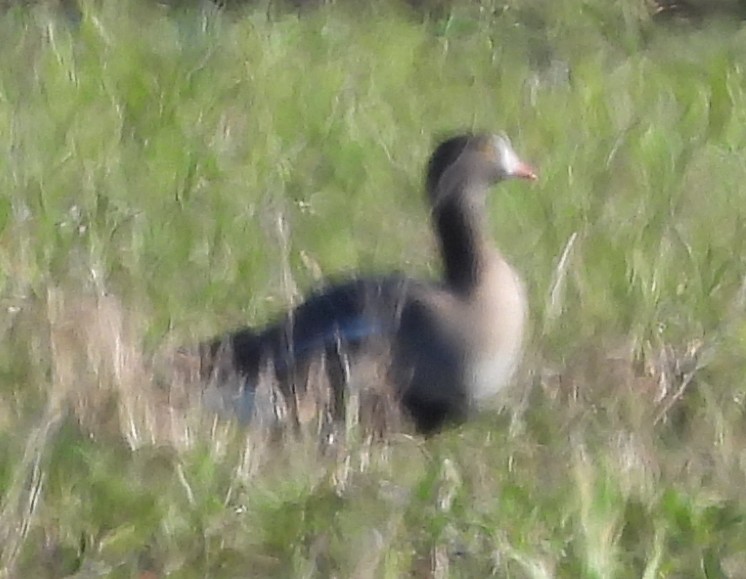 Lesser White-fronted Goose - ML633155134
