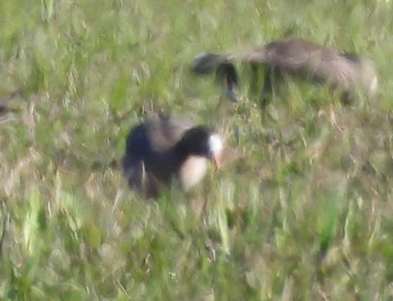 Lesser White-fronted Goose - ML633155141