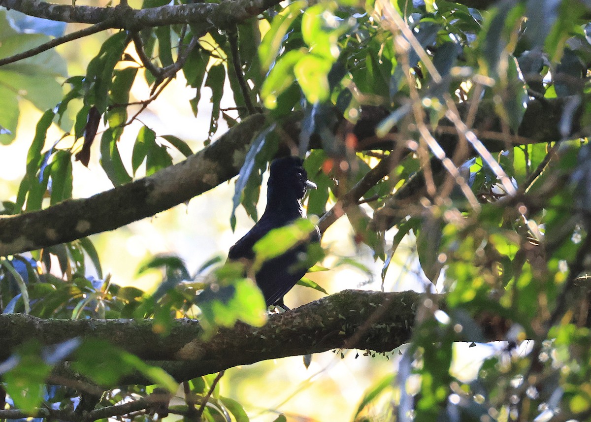Bare-necked Umbrellabird - ML633155591