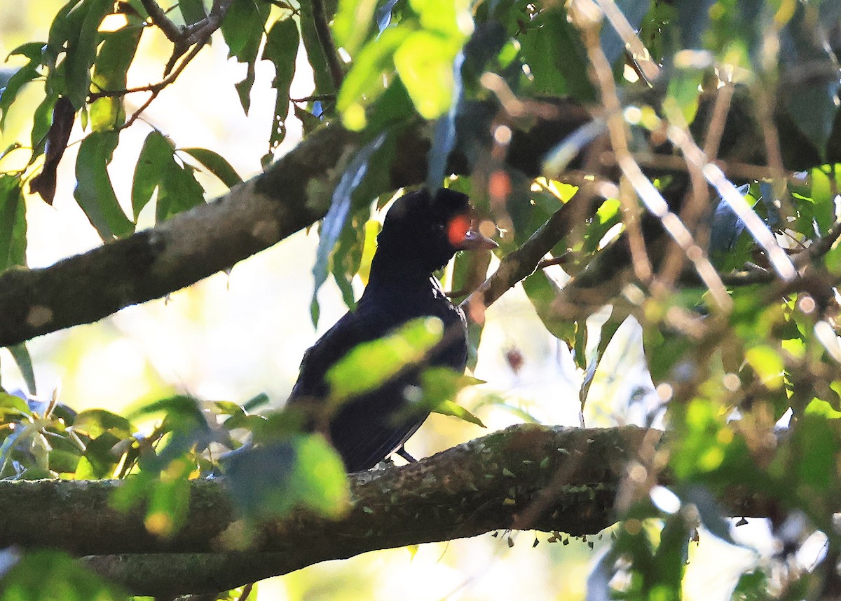 Bare-necked Umbrellabird - ML633155593