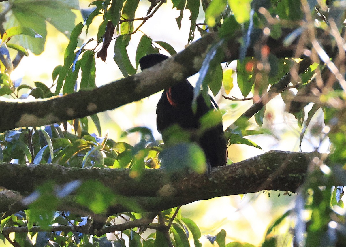 Bare-necked Umbrellabird - ML633155596