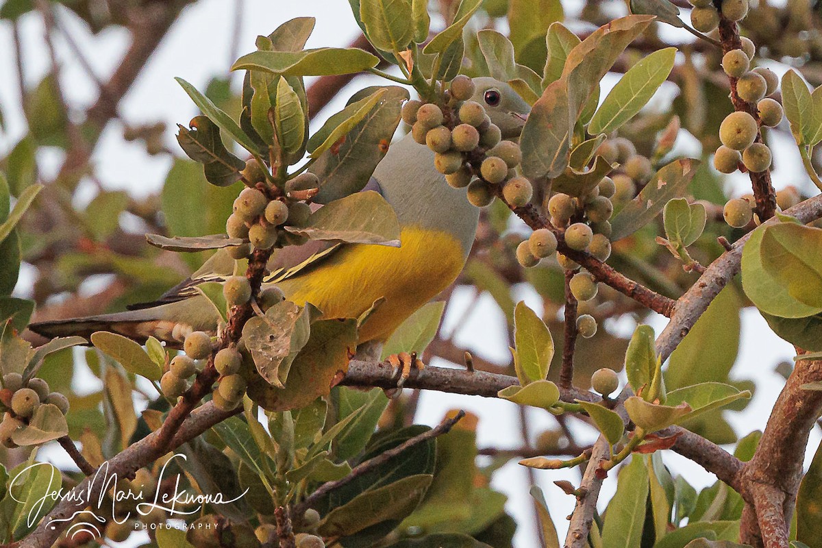 Bruce's Green-Pigeon - ML633155616