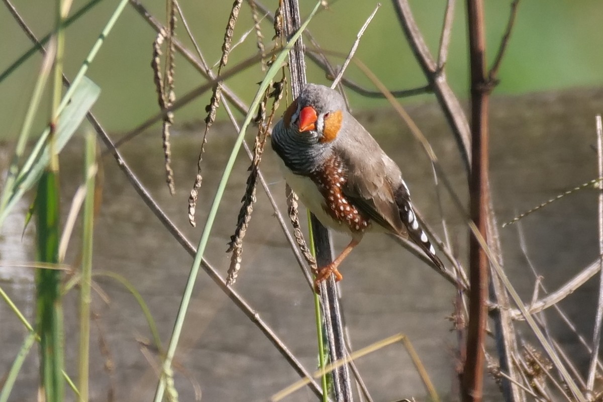 Zebra Finch - ML633155775