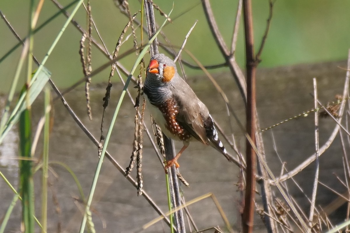 Zebra Finch - ML633155778