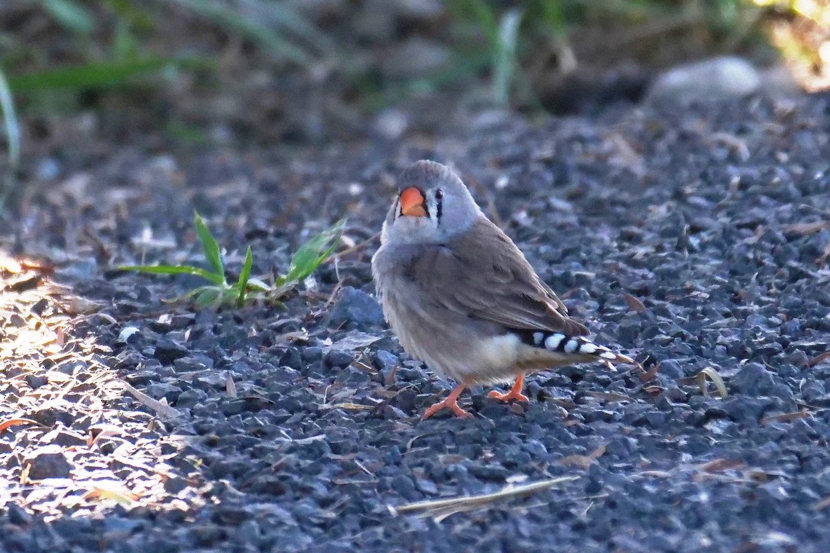 Zebra Finch - ML633155786