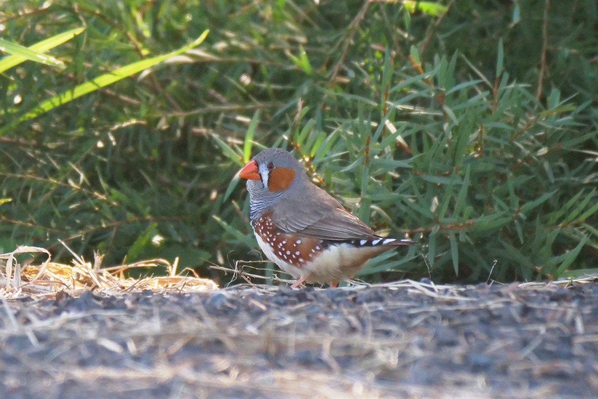 Zebra Finch - ML633155787