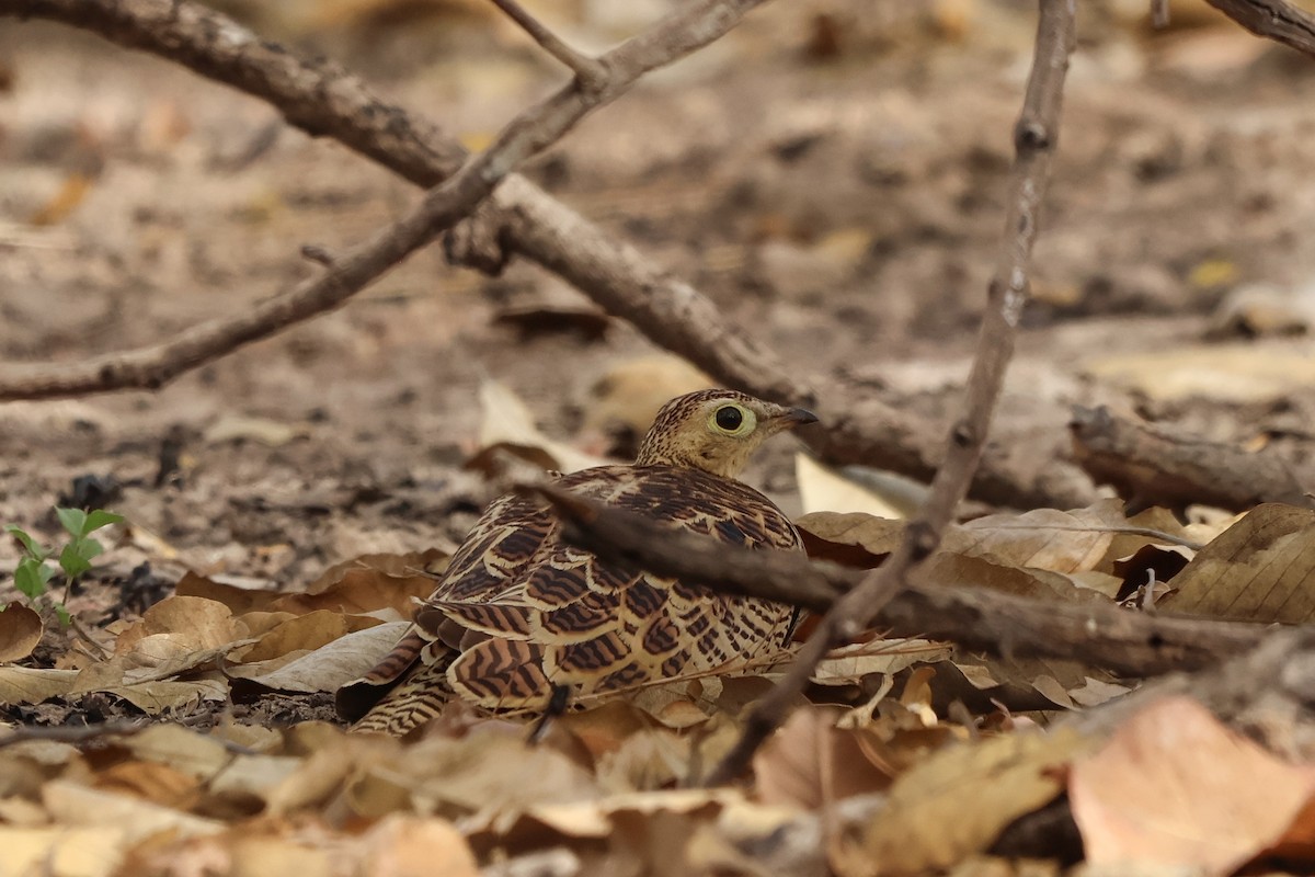 Four-banded Sandgrouse - ML633155823