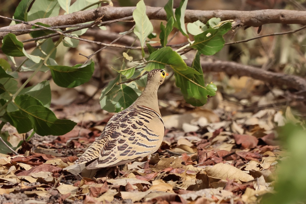 Four-banded Sandgrouse - ML633155824