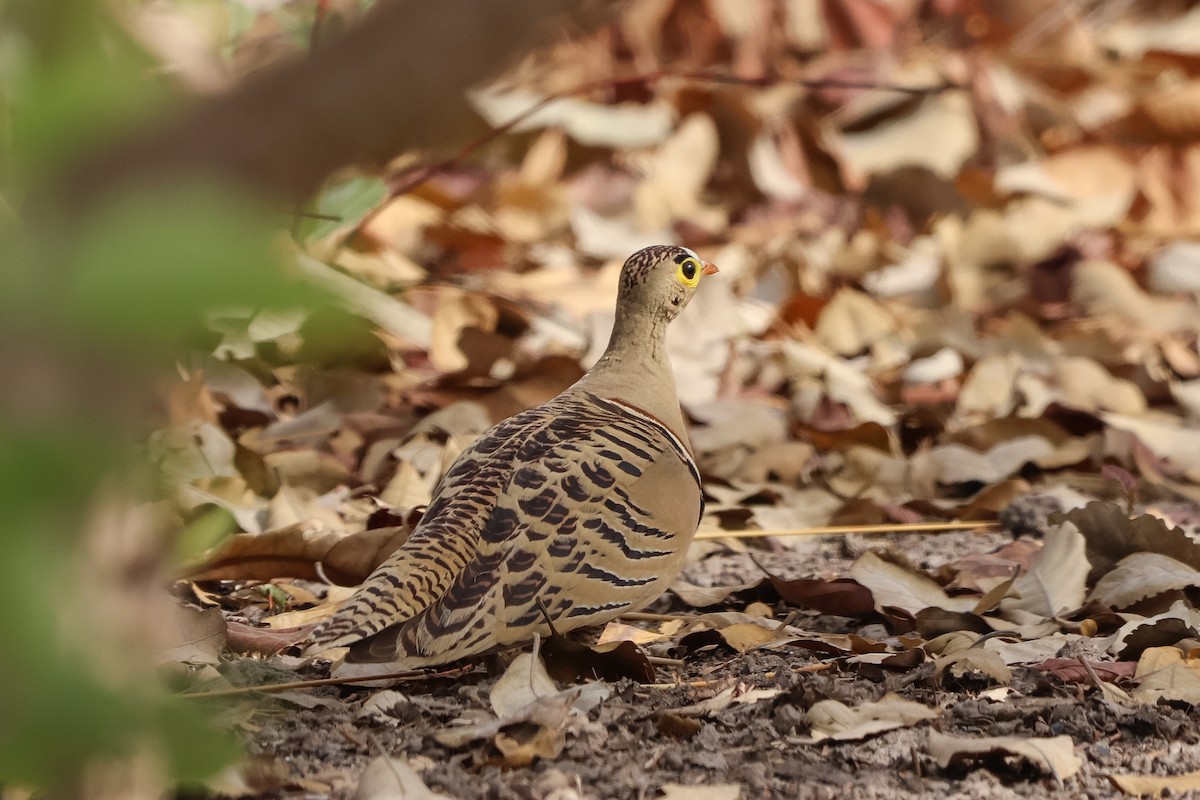 Four-banded Sandgrouse - ML633155825