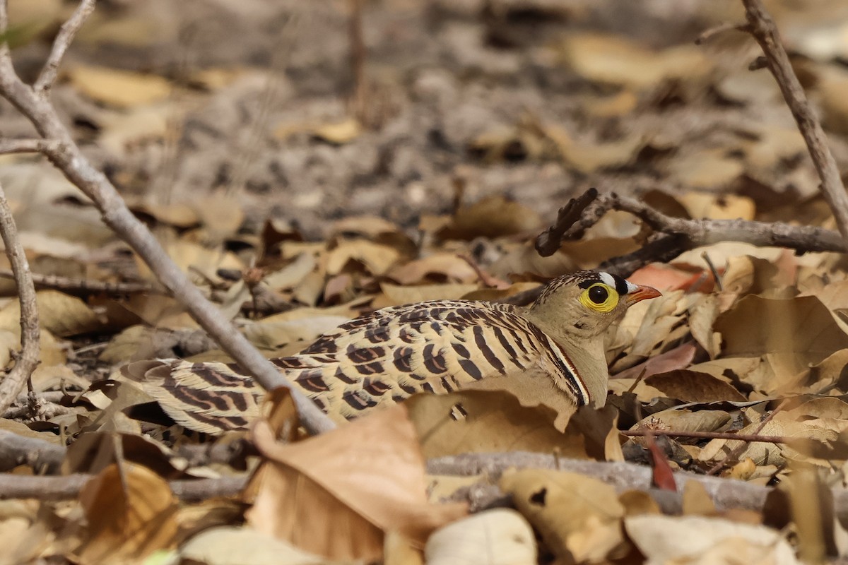 Four-banded Sandgrouse - ML633155826