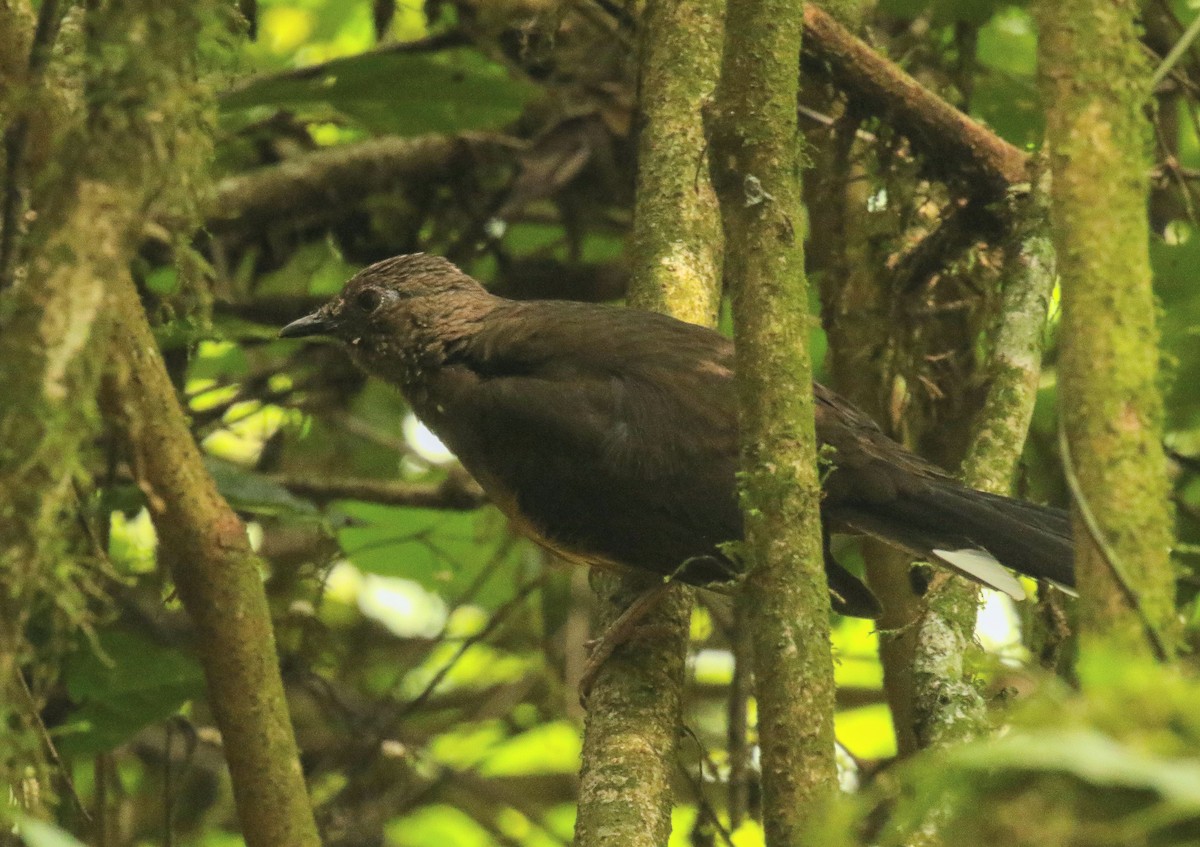 White-tailed Ant-Thrush - ML633155867
