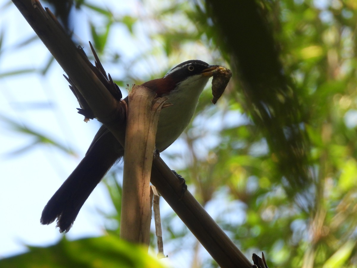 Javan Scimitar-Babbler - ML633155894