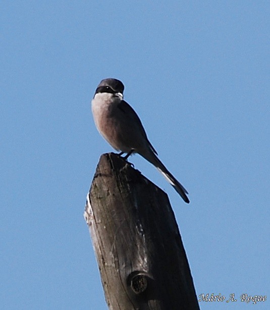 Iberian Gray Shrike - Mário Roque