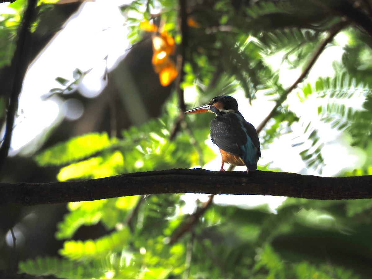 Common Kingfisher - ML633156208