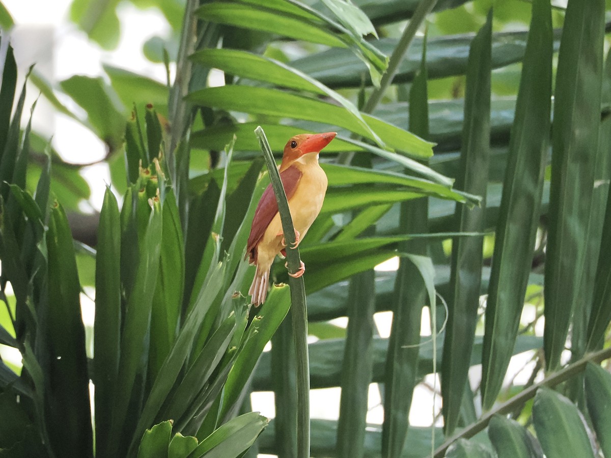 Ruddy Kingfisher - ML633156211