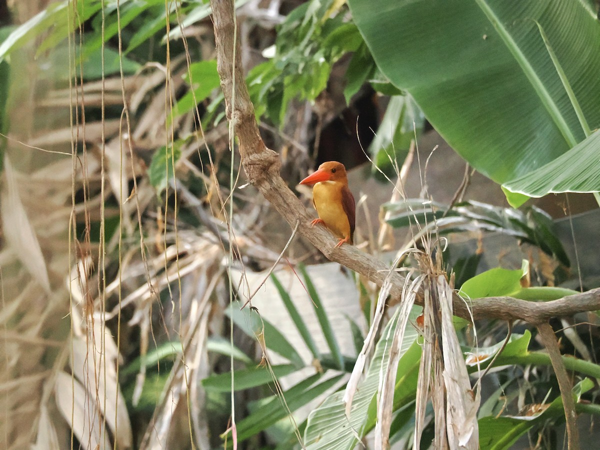 Ruddy Kingfisher - ML633156212