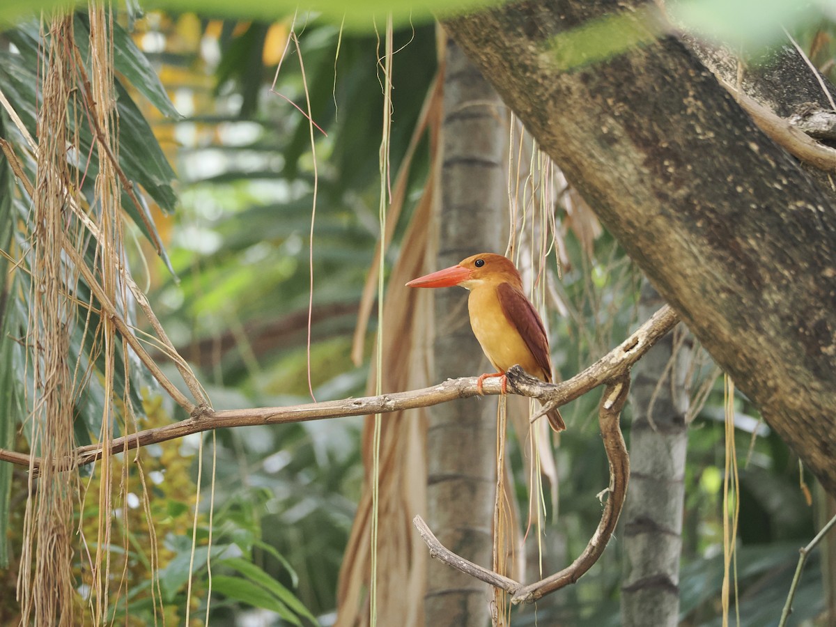 Ruddy Kingfisher - ML633156213