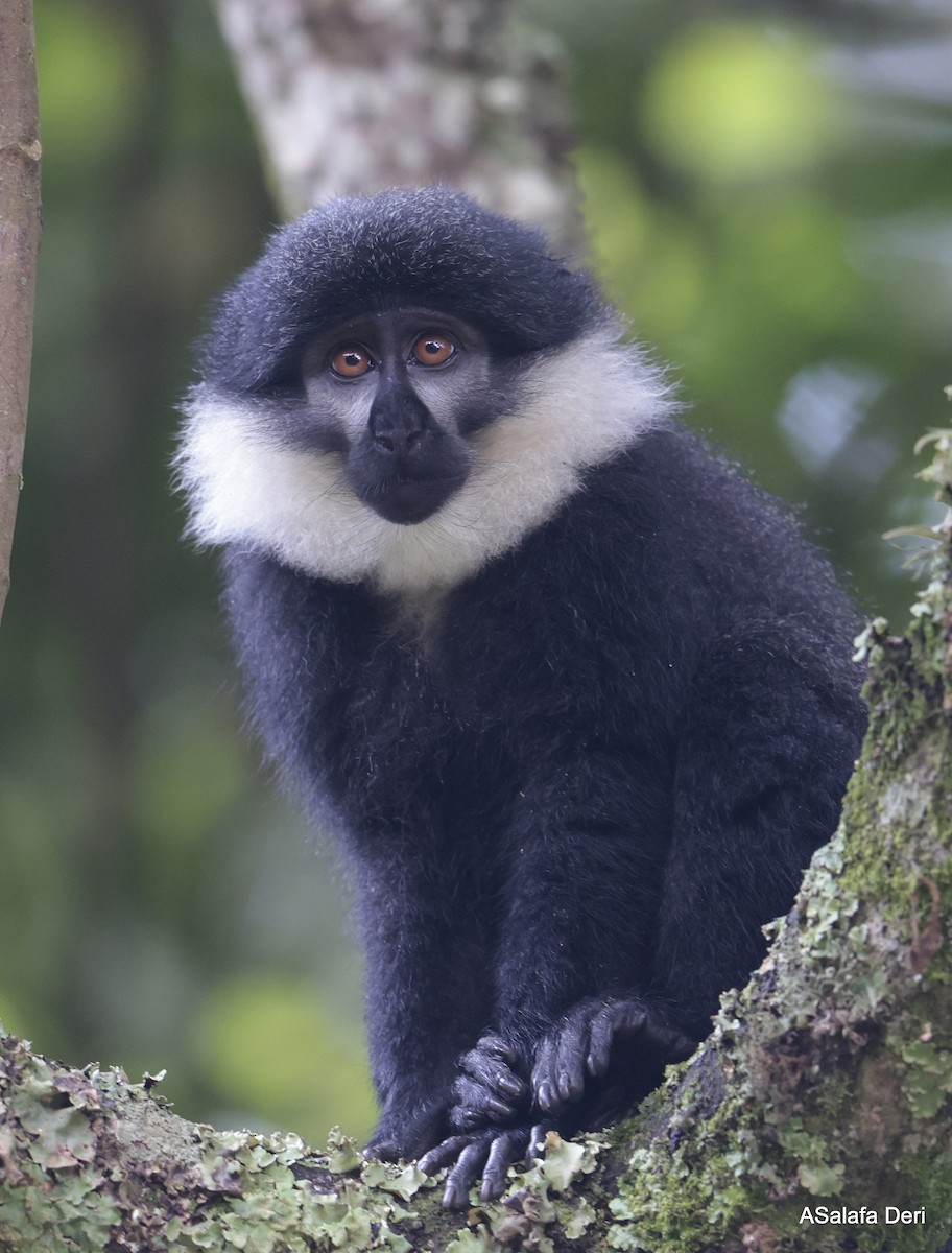 L'Hoest's Monkey - ML633156274