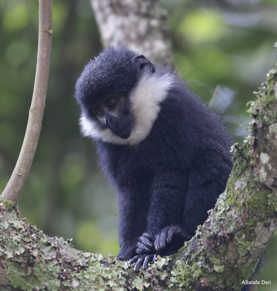 L'Hoest's Monkey - ML633156275
