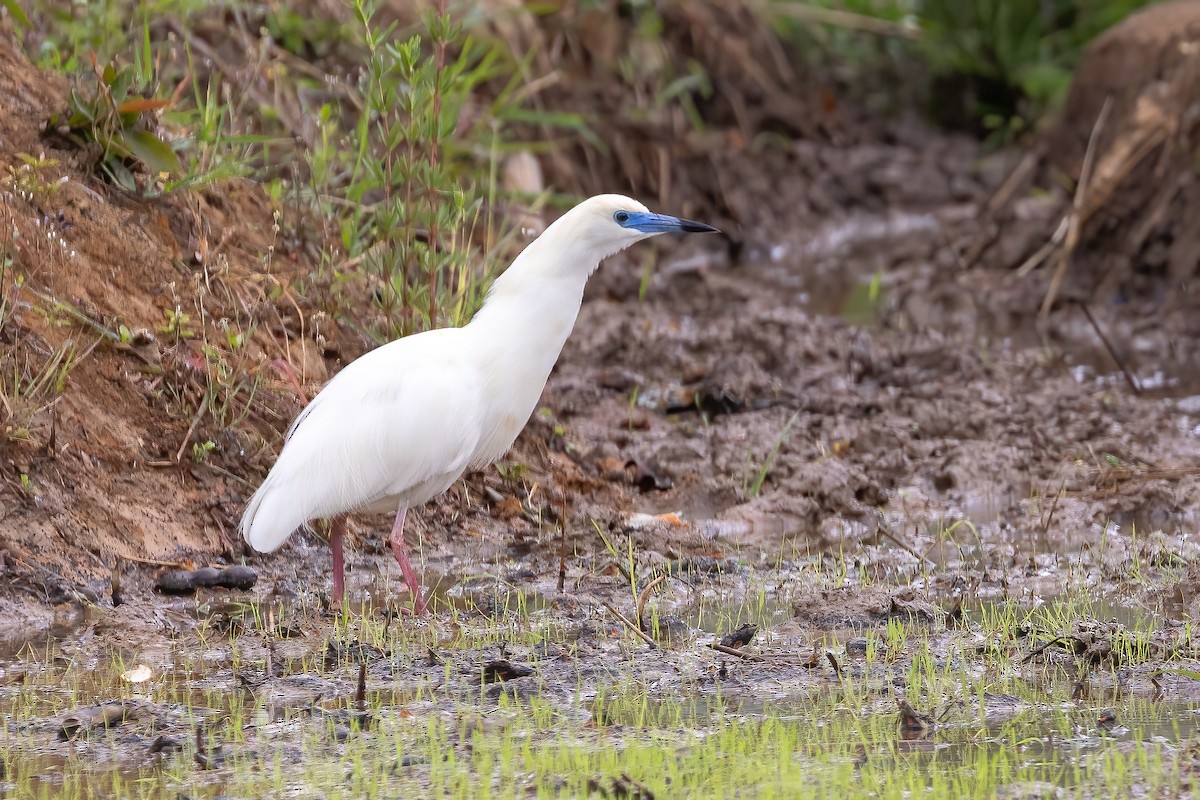 Malagasy Pond-Heron - ML633156373