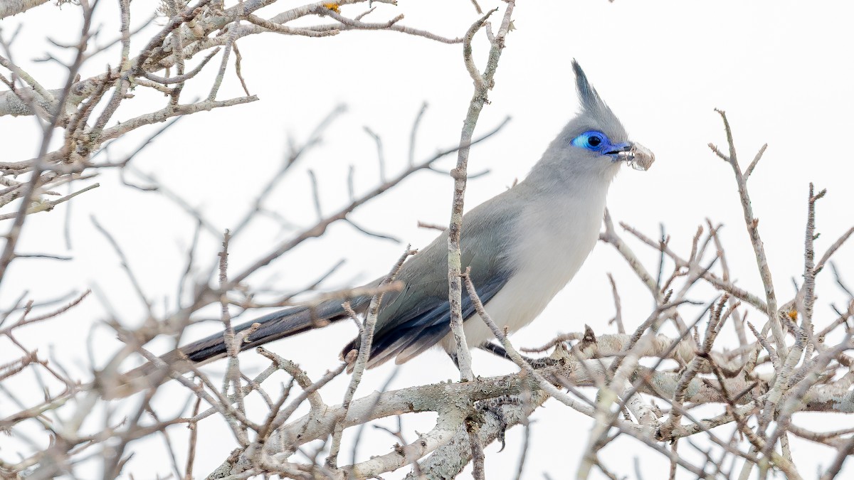 Verreaux's Coua - ML633156383