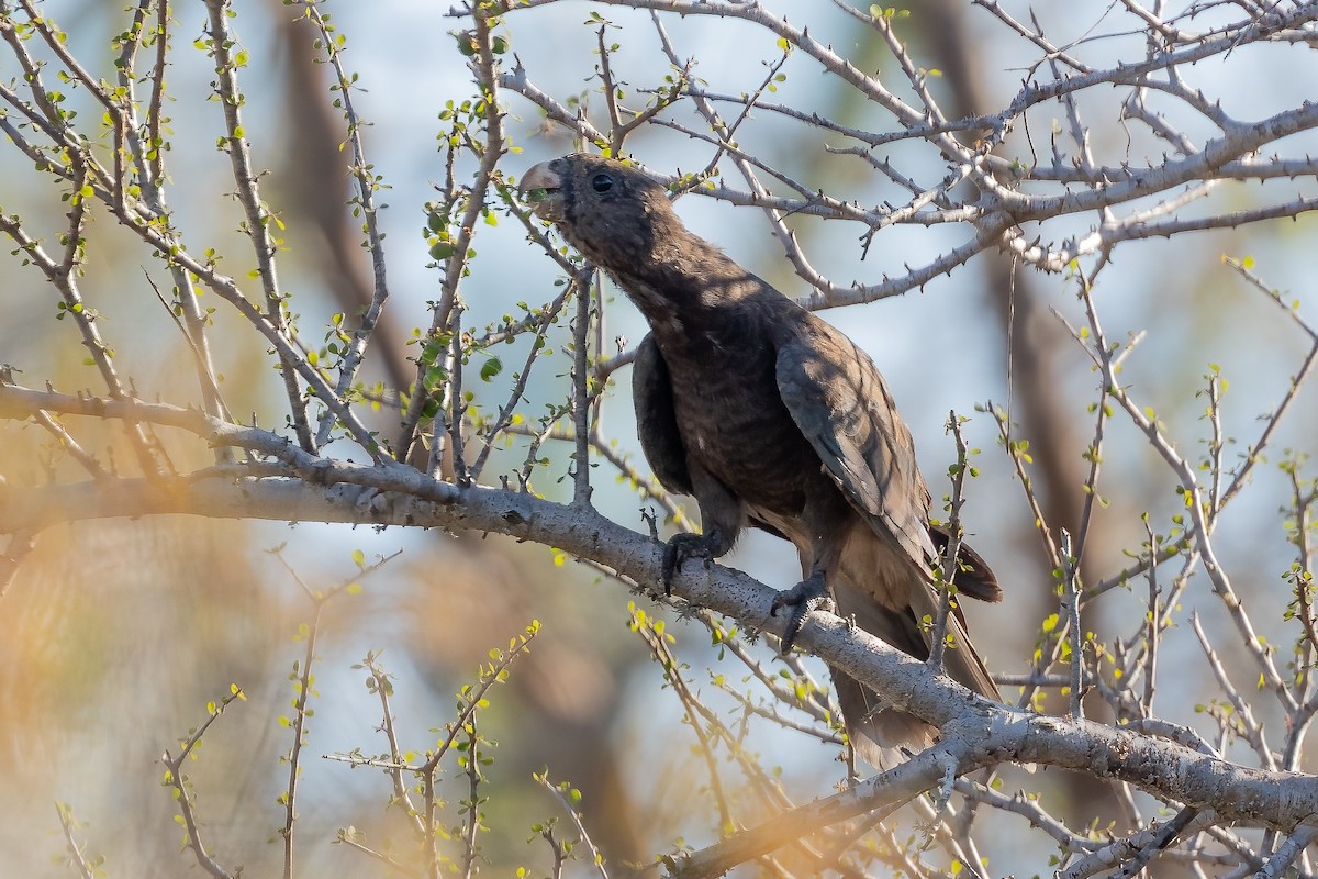 Lesser Vasa Parrot - ML633156434