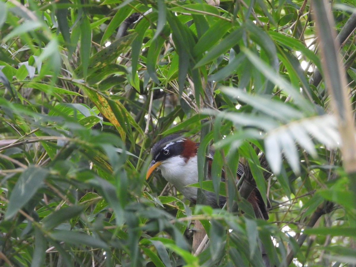 Javan Scimitar-Babbler - ML633156446