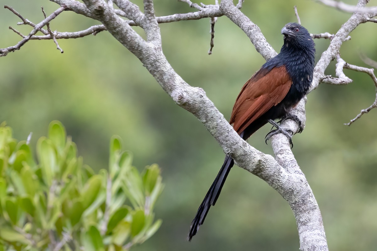 Malagasy Coucal - ML633156462