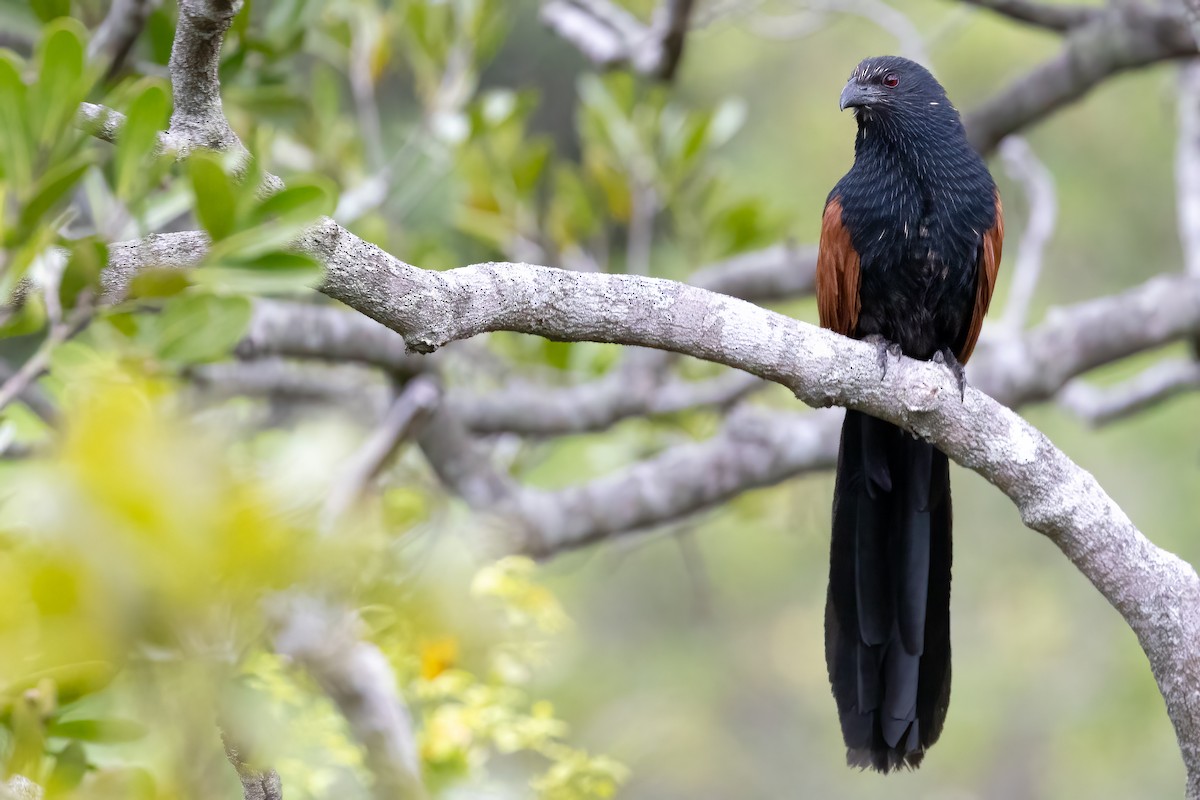 Malagasy Coucal - ML633156463