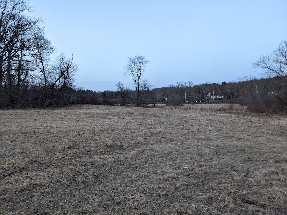 Not specified - Lily Morello