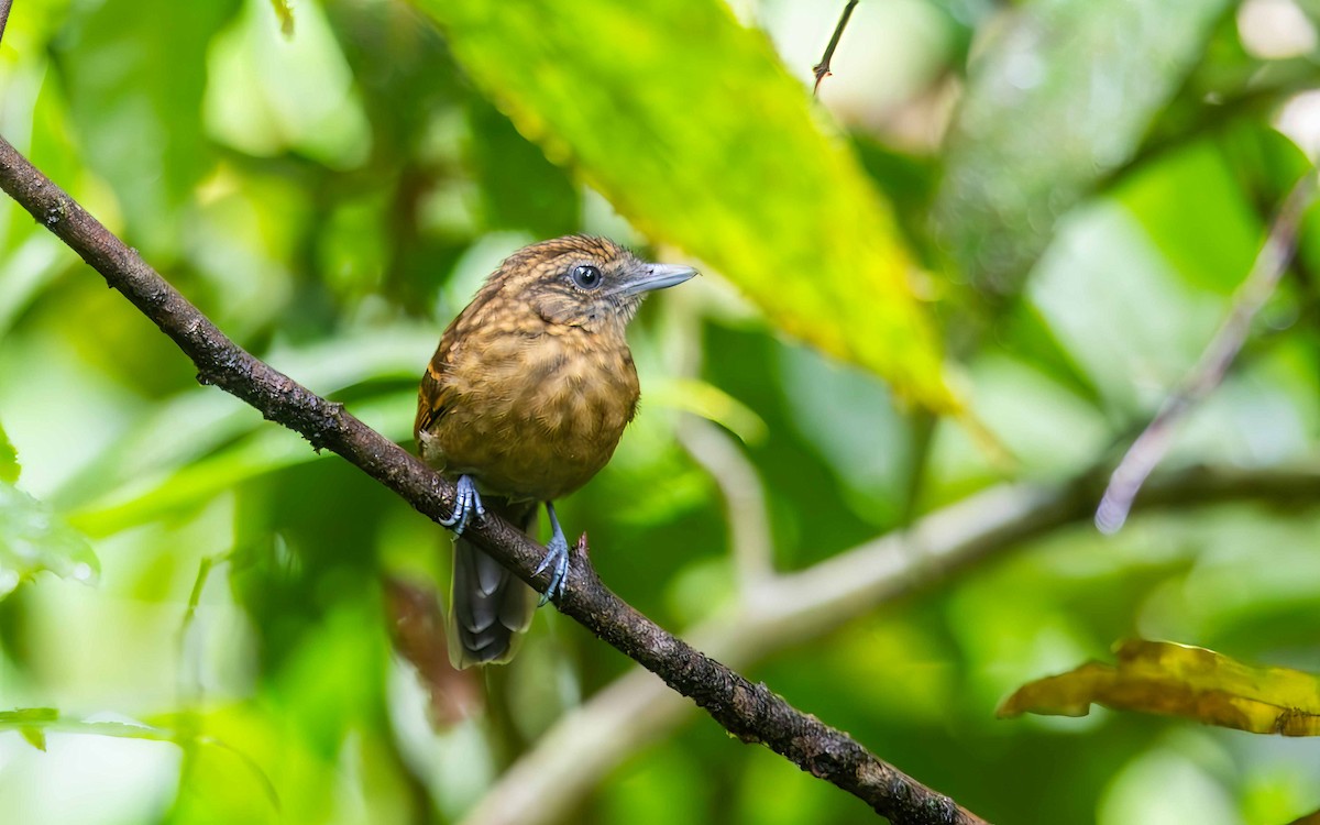 Spiny-faced Antshrike - ML633156756