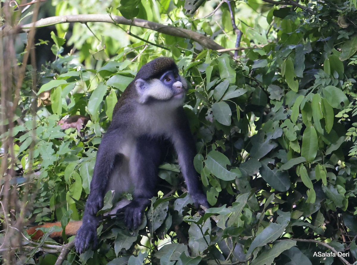 Schmidt's Red-tailed Monkey - ML633156774