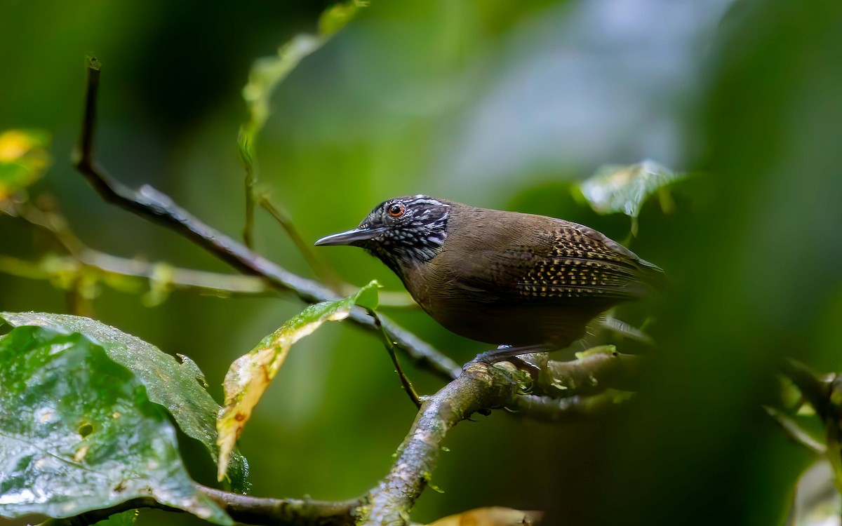 Stripe-throated Wren - ML633156852