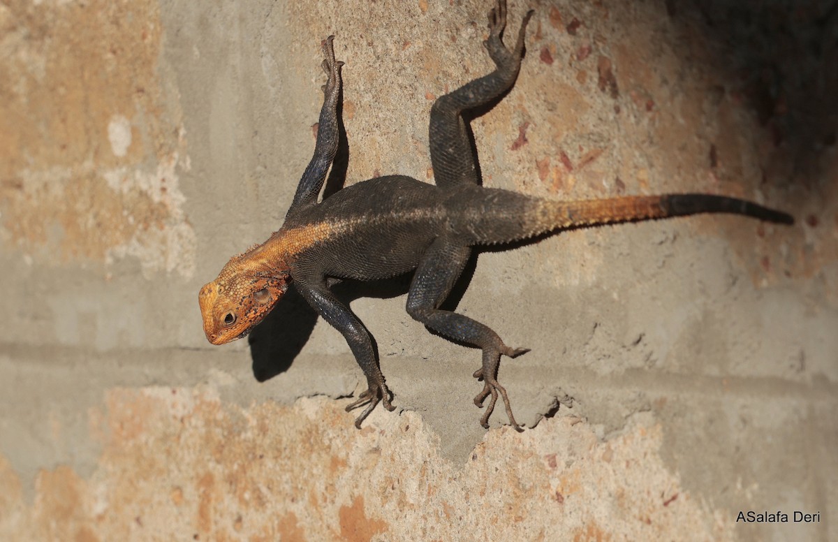 Finch's agama - ML633156864